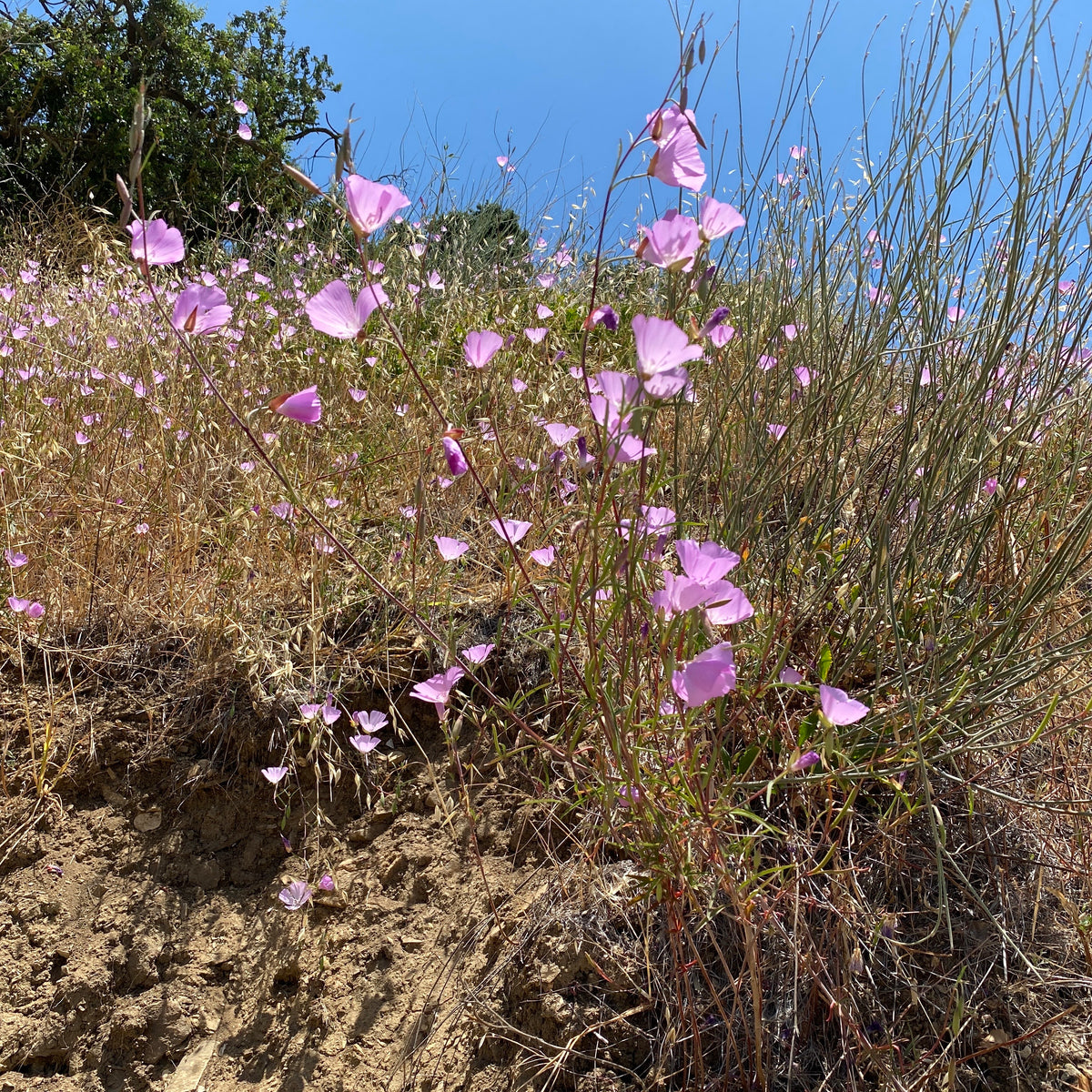 Clarkia bottae Punch Bowl Godetia Neel's Nursery