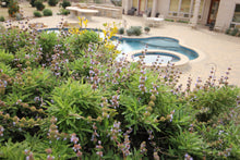 Load image into Gallery viewer, Salvia mellifera Black Sage & Selections