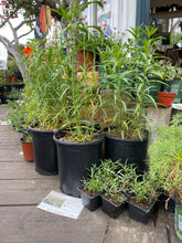 Load image into Gallery viewer, Asclepias fascicularis Narrow Leaf Milkweed