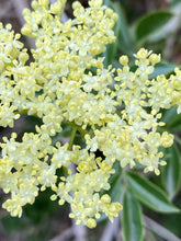 Load image into Gallery viewer, Sambucus mexicana (Sambucus nigra ssp. caerulea) Blue Elderberry
