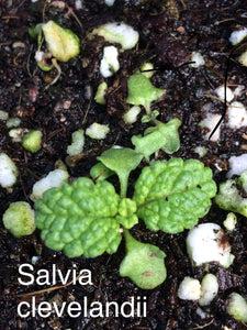 Salvia clevelandii Cleveland Sage & Selections