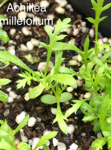 Achillea millefolium Common Yarrow & Selections