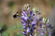 Load image into Gallery viewer, Lupinus succulentus Succulent Lupine