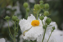 Load image into Gallery viewer, Romneya coulteri Coulter's Matilija Poppy