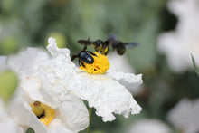 Load image into Gallery viewer, Romneya coulteri Coulter's Matilija Poppy