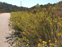 Load image into Gallery viewer, Isocoma menziesii Menzies' Goldenbush - var. sedoides & var. decumbens