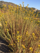 Load image into Gallery viewer, Isocoma menziesii Menzies' Goldenbush - var. sedoides & var. decumbens