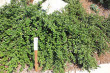 Load image into Gallery viewer, Ceanothus thyrsiflorus var. griseus 'Yankee Point' Yankee Point Carmel Ceanothus & 'Kurt Zadnik'