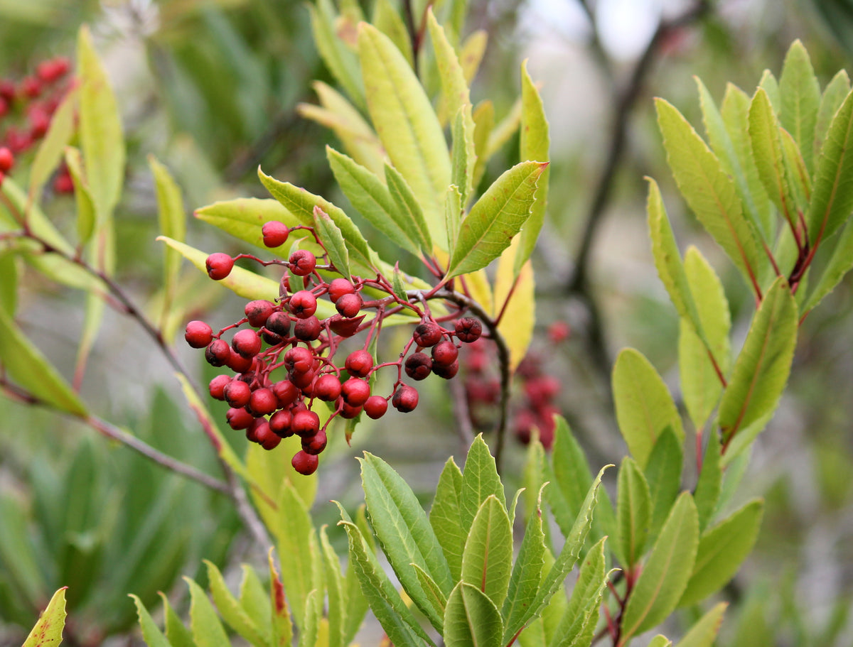 Heteromeles arbutifolia Toyon Hollywood & 'Davis Gold' – Neel's Nursery