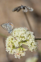 Load image into Gallery viewer, Eriogonum fasciculatum California Buckwheat & Selections