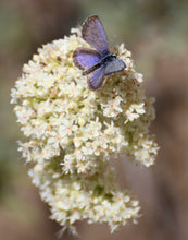 Load image into Gallery viewer, Eriogonum fasciculatum California Buckwheat & Selections