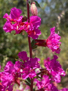 Clarkia unguiculata Elegant Clarkia