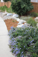 Load image into Gallery viewer, Ceanothus thyrsiflorus var. griseus 'Yankee Point' Yankee Point Carmel Ceanothus & 'Kurt Zadnik'