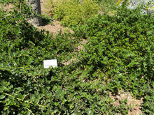 Load image into Gallery viewer, Ceanothus thyrsiflorus var. griseus 'Yankee Point' Yankee Point Carmel Ceanothus & 'Kurt Zadnik'