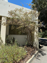 Load image into Gallery viewer, Burroughsia fastigiata Baja Tree Verbena