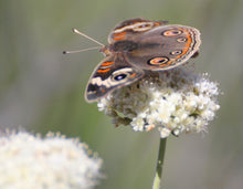 Load image into Gallery viewer, Eriogonum fasciculatum California Buckwheat & Selections