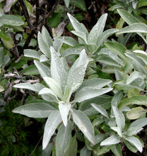 Load image into Gallery viewer, Salvia apiana White Sage & Selections