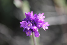 Load image into Gallery viewer, Dipterostemen ( Dichelostemma ) capitatum Blue Dicks