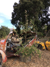 Load image into Gallery viewer, Burroughsia fastigiata Baja Tree Verbena