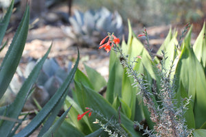 Epilobium canum California Fuchsia & Selections ( Zauschneria )