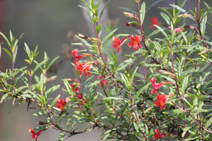 Mimulus aurantiacus var. puniceus Red Bush Monkeyflower