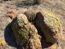 Load image into Gallery viewer, Ferocactus viridescens San Diego Barrel Cactus