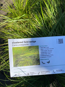 Carex praegracilis Clustered Field Sedge