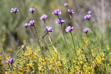 Load image into Gallery viewer, Dipterostemen ( Dichelostemma ) capitatum Blue Dicks