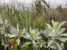 Load image into Gallery viewer, Salvia apiana White Sage & Selections
