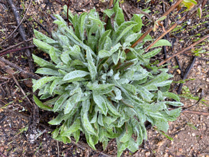 Corethrogyne filaginifolia California Aster  ( Lessingia )