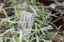 Load image into Gallery viewer, Asclepias fascicularis Narrow Leaf Milkweed