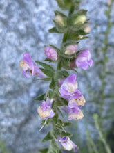 Load image into Gallery viewer, Antirrhinum multiflorum Withered Snapdragon
