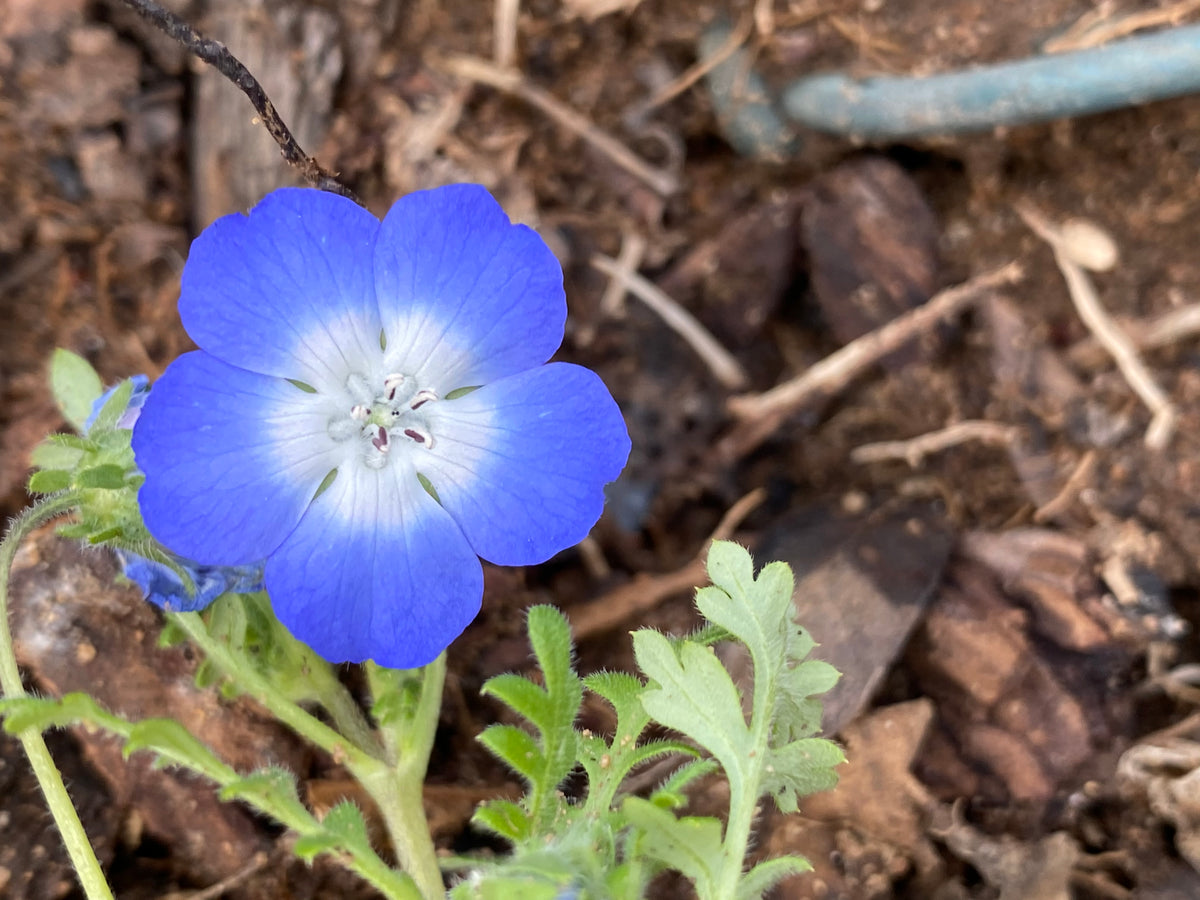 Nemophila menziesii Baby Blue Eyes - Buy Online at Annie's Annuals