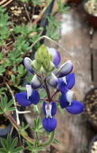 Load image into Gallery viewer, Lupinus bicolor Miniature Lupine