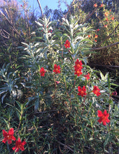 Load image into Gallery viewer, Diplacus (Mimulus) aurantiacus var. puniceus Red Bush Monkeyflower