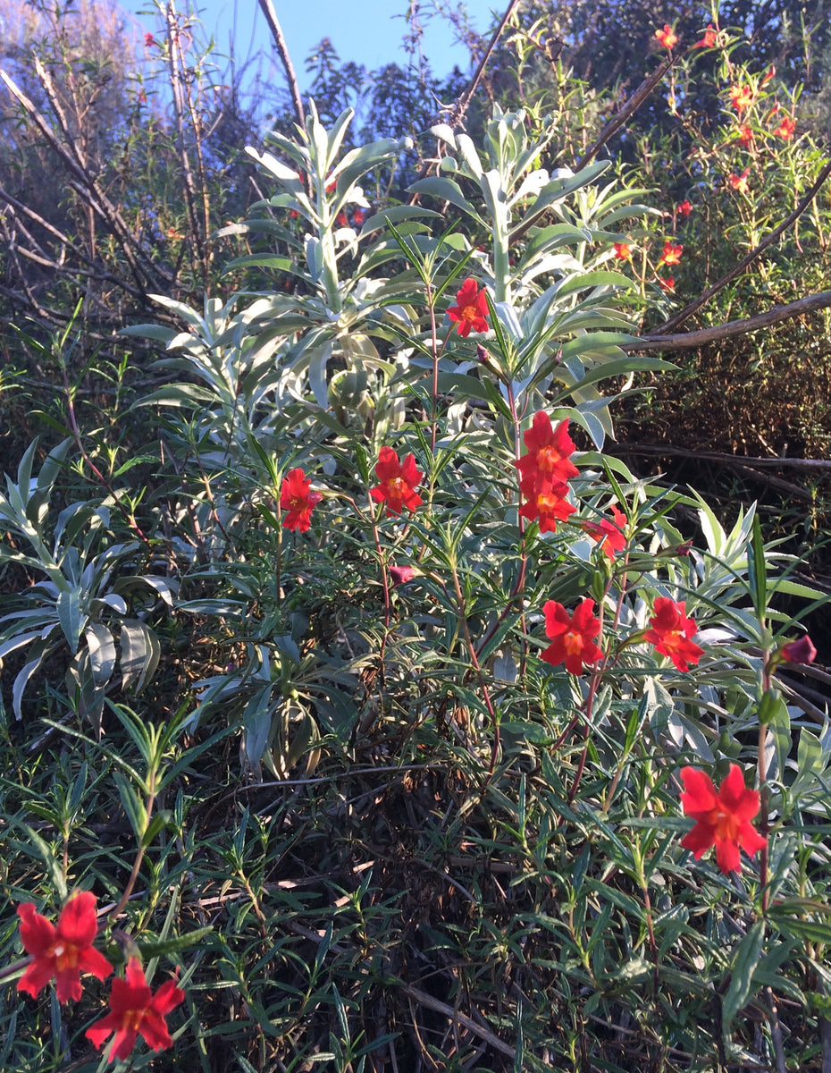 Mimulus Aurantiacus Var Puniceus Red Bush Monkeyflower Neels Nursery