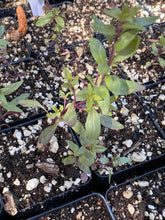 Load image into Gallery viewer, Monardella viminea Willowy Monardella San Diego Willowy Mint