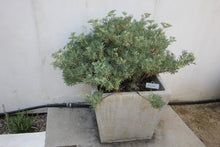 Load image into Gallery viewer, Eriogonum arborescens Santa Cruz Island Buckwheat
