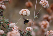 Load image into Gallery viewer, Eriogonum parvifolium Sea-Cliff-Buckwheat