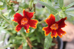 Mimulus 'Fiesta Marigold' Monkeyflower & other Jelly Bean Hybrids Orange Red