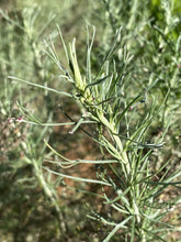 Load image into Gallery viewer, Artemisia californica California Sagebrush & Groundcover Selections