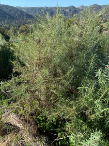 Artemisia californica California Sagebrush & Groundcover Selections
