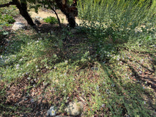Load image into Gallery viewer, Monardella viminea Willowy Monardella San Diego Willowy Mint