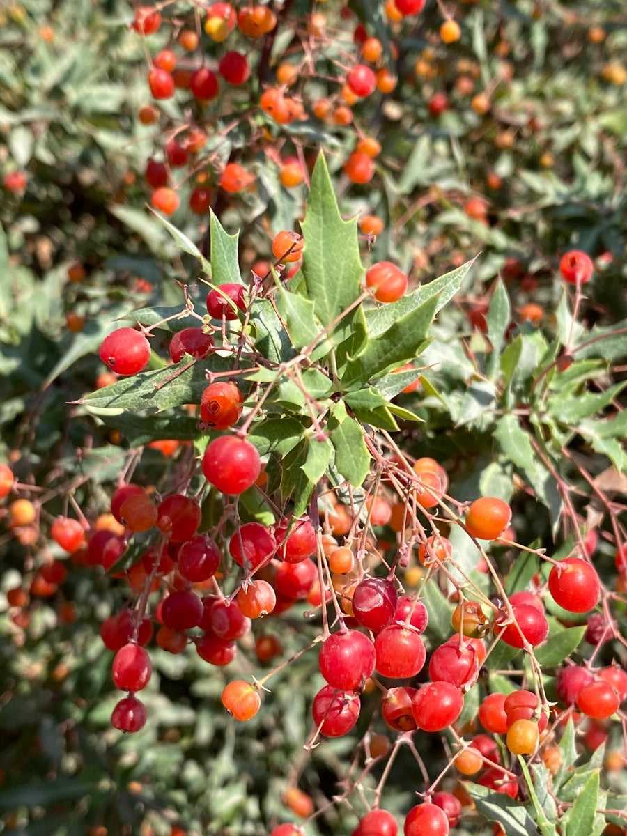 Berberis (Mahonia) Nevinii Nevin's Barberry – Neel's Nursery