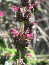 Load image into Gallery viewer, Salvia spathacea Hummingbird Sage