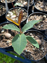 Load image into Gallery viewer, Quercus engelmannii Engelmann Oak