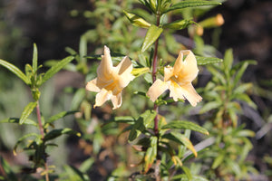 Mimulus aurantiacus  Bush Monkeyflower (Diplacus) longiflorus