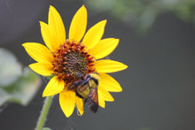 Load image into Gallery viewer, Helianthus annuus Sunflower