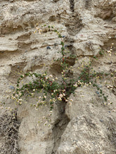 Load image into Gallery viewer, Eriogonum parvifolium Sea-Cliff-Buckwheat