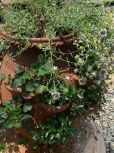 Load image into Gallery viewer, Monardella viminea Willowy Monardella San Diego Willowy Mint